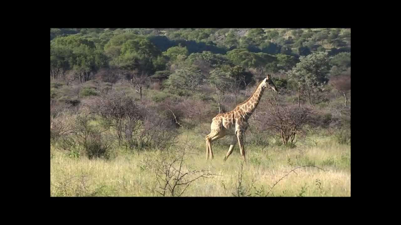 (230) Union Euro Cylinder Picked Open (& Herd of Giraffe) – BosnianBill's LockLab