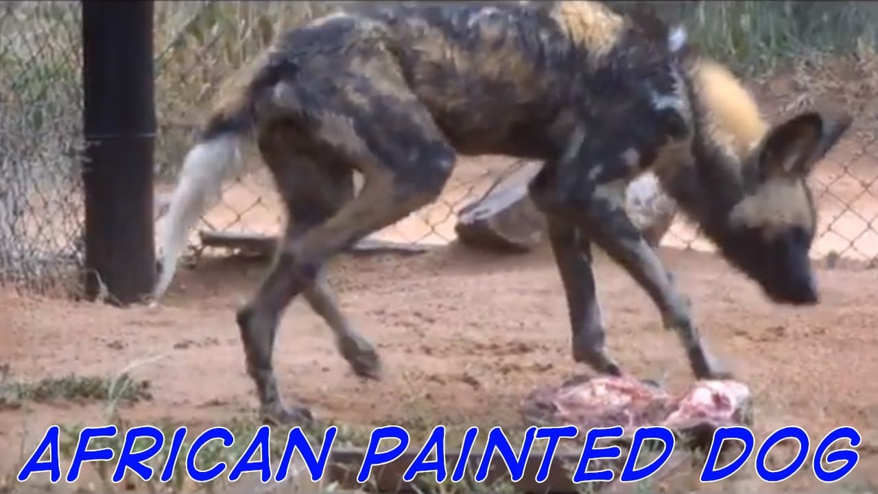 (239) Union 5-Pin Oval Cylinder Picked Open (& African Wild Dog) – BosnianBill's LockLab